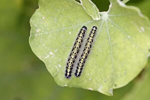 WAT-15724 White Butterfly - caterpillar
