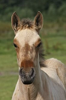 WAT-15726 Henson / Somme Horse - foal in field