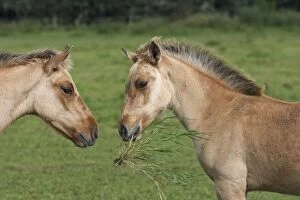 WAT-15727 Henson / Somme Horse - foal in field