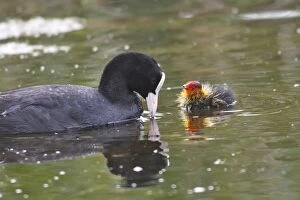 WAT-15738 European Coot - with chick