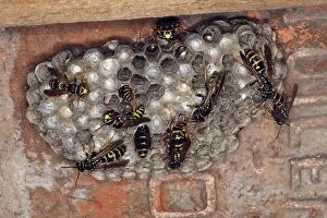 WAT-15742 European Paper Wasps - at nest under house roof