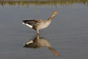 WAT-15750 Greylag Goose - in water