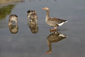 WAT-15751 Greylag Goose - in water