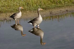 WAT-15752 Greylag Goose - in water