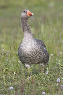 WAT-15753 Greylag Goose