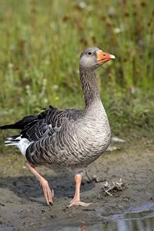 WAT-15754 Greylag Goose