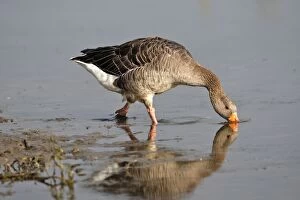 WAT-15755 Greylag Goose