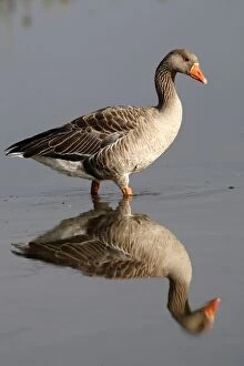 WAT-15757 Greylag Goose - in water