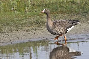 WAT-15759 Greater White-fronted Goose - in water