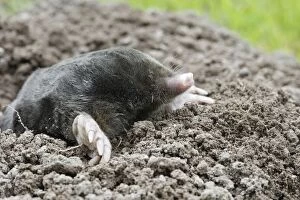 WAT-15767 Mole - emerging from molehole in lawn