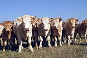 WAT-15777 Charolais cattle - herd in field