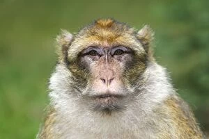 WAT-15782 Barbary Macaque - adult