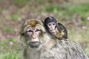 WAT-15783 Barbary Macaque - adult with baby