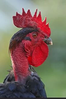 WAT-15800 Chicken - rooster