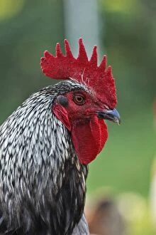 WAT-15801 Chicken - rooster