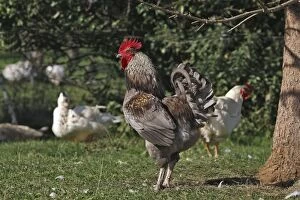 WAT-15805 Chicken - rooster