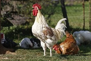 WAT-15806 Chicken - rooster crowing