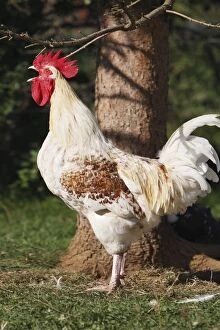 WAT-15808 Chicken - rooster crowing