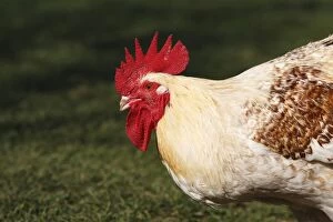 WAT-15810 Chicken - rooster
