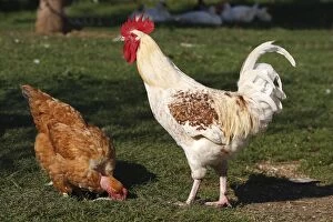 WAT-15812 Chicken - rooster & female