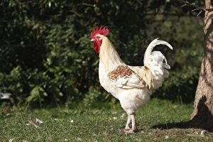 WAT-15814 Chicken - rooster
