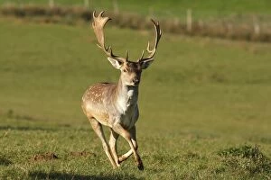WAT-15816 Fallow deer - male