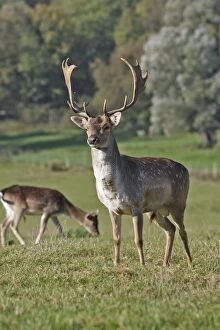 WAT-15817 Fallow deer - male