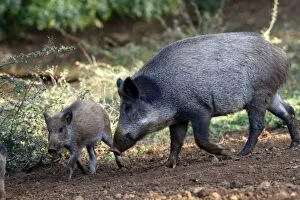 WAT-15827 Wild Boar - adult and young