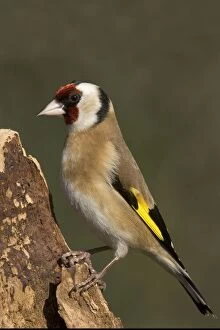 WAT-15830 Goldfinch