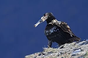 WAT-15861 Lammergeier or Bearded Vulture - with prey in beak (foot of a ewe)