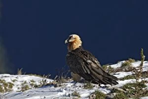 WAT-15862 Lammergeier / Bearded Vulture