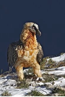 WAT-15863 Lammergeier / Bearded Vulture