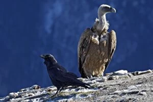 WAT-15885 Eurasian Griffon Vulture and common raven (Corvus corax)