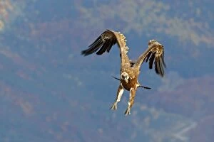 WAT-15888 Eurasian Griffon Vulture - in flight