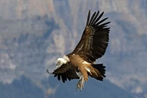 WAT-15889 Eurasian Griffon Vulture - in flight