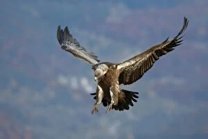 WAT-15892 Eurasian Griffon Vulture - in flight