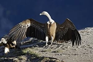 WAT-15895 Eurasian Griffon Vulture - with wings spread at feeding station