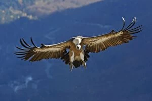WAT-15898 Eurasian Griffon Vulture - in flight