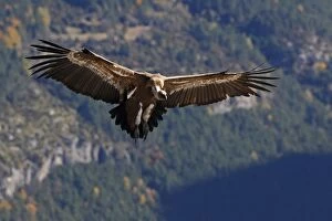 WAT-15901 Eurasian Griffon Vulture - in flight