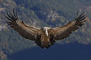 WAT-15902 Eurasian Griffon Vulture - in flight