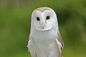 WAT-15962 Barn Owl
