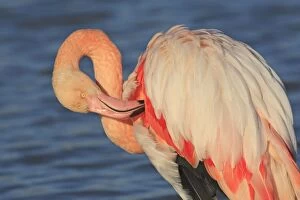 WAT-16001 Greater Flamingo - in water grooming