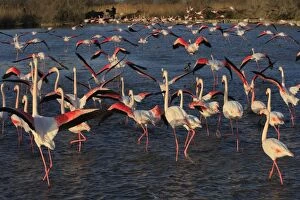 WAT-16013 Greater Flamingo - group / flock in water