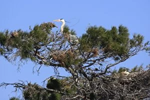 WAT-16023 Grey Heron - in tree