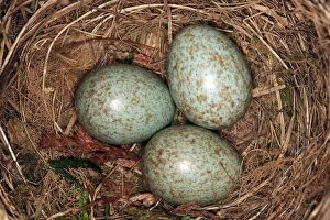 WAT-16024 Blackbird - eggs in nest