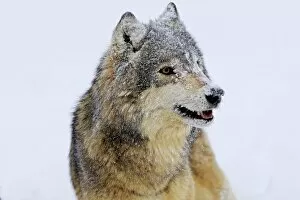 WAT-16042 Grey / Timber Wolf - in snow
