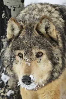 WAT-16043 Grey / Timber Wolf - in snow