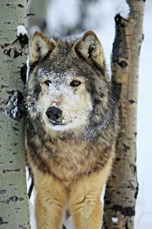 WAT-16044 Grey / Timber Wolf - in snow