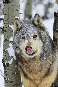 WAT-16045 Grey / Timber Wolf - in snow