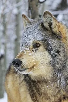 WAT-16046 Grey / Timber Wolf - in snow